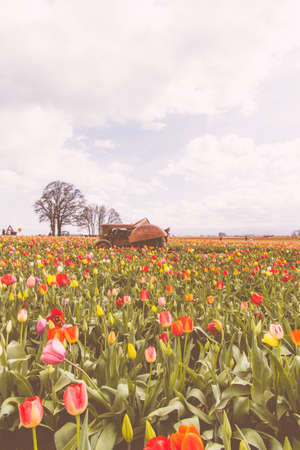 A field of blooming beautiful colorful tulips with an old rusty tractor in the middleの写真素材