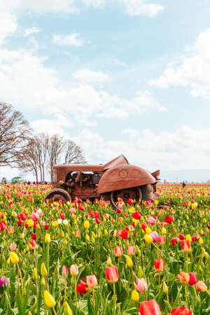 A field of blooming beautiful colorful tulips with an old rusty tractor in the middleの写真素材