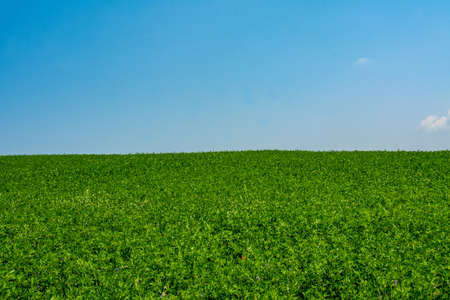 A beautiful shot of a field with green alfalfa with blue sky in the backgroundの写真素材