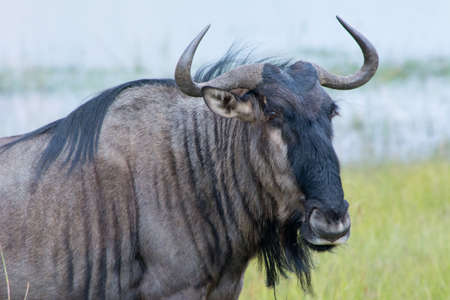 A close up shot of a blue wildebeest in its natural habitat