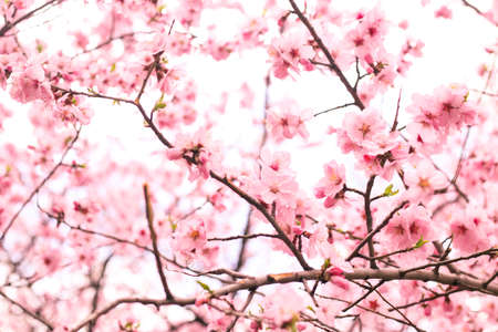 Beautiful blooming light pink cherry blossomの写真素材