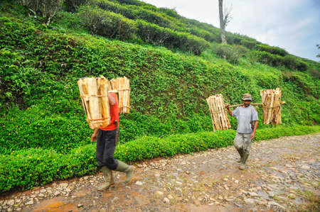 MOUNT SALAK, INDONESIA - Jun 16, 2010: Mount Salak, Bogor, West Java/ Indonesia - June 16, 2010: Indonesian men carry wood on their shoulders on the path to the mount Salak, West Java, Indoのeditorial素材