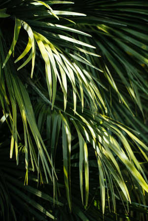 A close up shot of tropical palm trees - perfect for a summer backgroundの写真素材