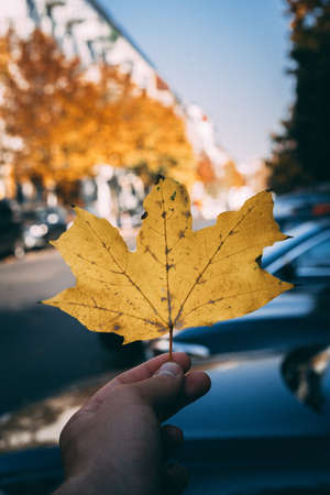 A hand holding a large golden maple leaf with blurred backgroundの写真素材