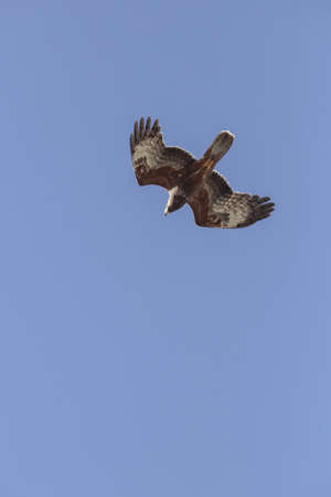 Juvenile Eurasian honey buzzard Pernis apivorus on autumn migration  in fast glide with wings partly...