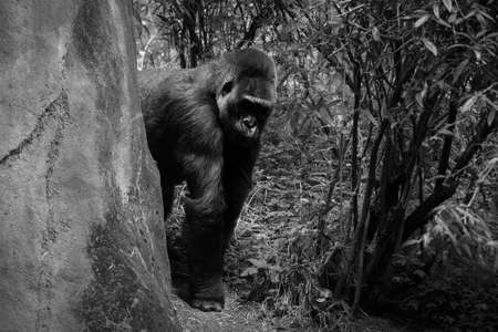 Gorilla coming out of cave, peeking around the corner