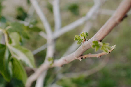 A closeup of tree branch sprout in spring