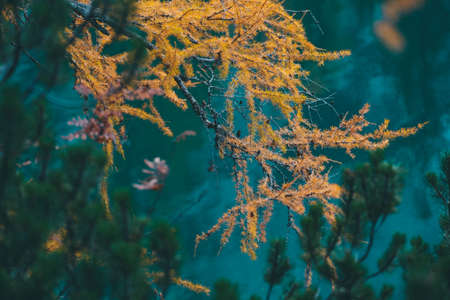 A beautiful shot of yellow larch tree with blurred natural backgroundの写真素材