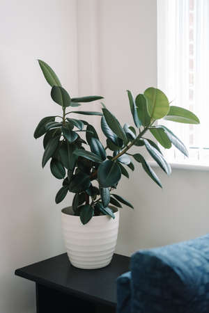A closeup shot of a beautiful domestic plant in a white ceramic pot on a cabinetの写真素材