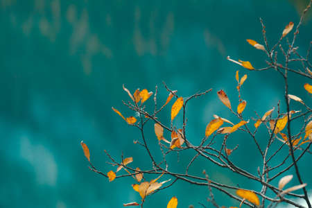 A closeup of yellow leaves on a branch with blue blurred background