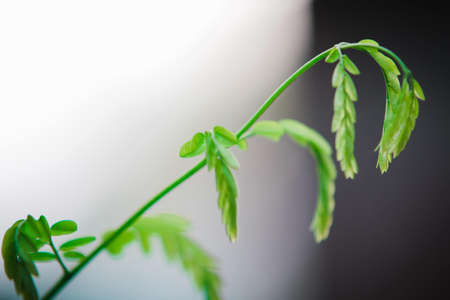 A closeup shot of fresh green plants on a blurred background