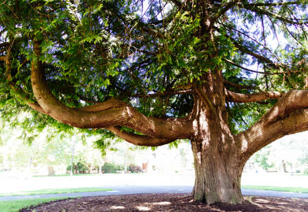 A beautiful huge oak tree in sunlight in the parkの写真素材