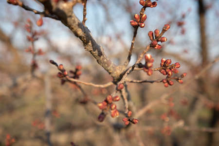 Close-up of a blooming branch of a tree