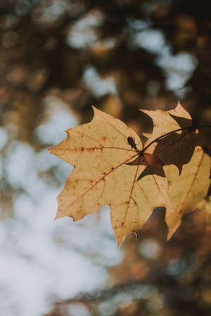 A vertical shot of a yellow leaf on a sunny day with blurred natural background
