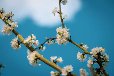 A closeup shot of beautiful white blossom on a branch of a tree with a blurred blue natural...