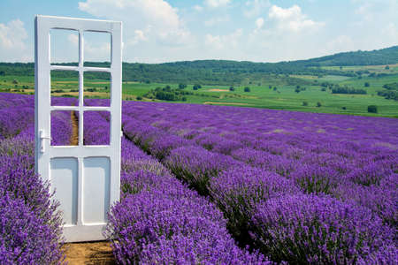A beautiful shot of a door in a field of lavender in bloomの写真素材