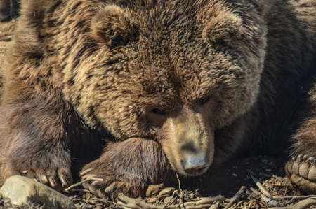 A portrait of a brown bear in the woods of Lacuniacha wildlife park, Spainの写真素材