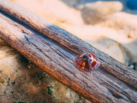 A closeup of marine anemone at Polvoeira Beach in Portugal on a sunny dayの写真素材