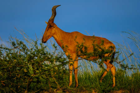 A selective focus shot of a hartebeest standing in a grassy field near plants with blue sky in the backgroundの写真素材