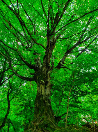 A low angle shot of a beautiful large tall tree in a forest with thick leaves and branches with visible rootsの写真素材