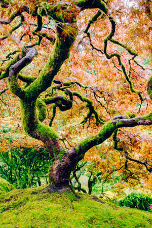 A beautiful shot of a curvy tree with amazing colorful leaves on top of a steep green hill with...