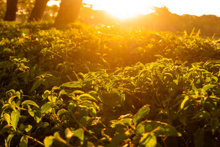 Green plants under the bright light of the sunの写真素材