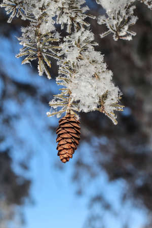 A closeup selective focus shot of a frozen branch with a pine cone on it in Sioux Falls, South Dakotaの写真素材