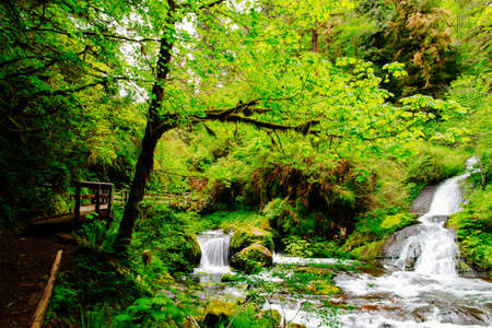 The beautiful scenery of an amazing wild forest with breathtaking greenery