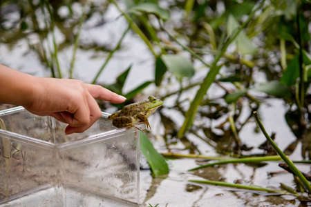 A girl trying to touch a green frog sitting on a jar near the water