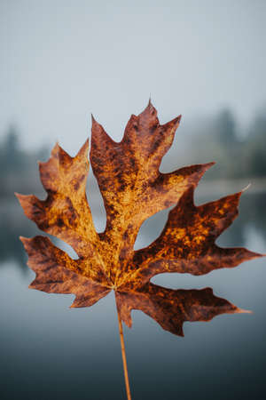 A beautiful closeup shot of a golden large Autumn leaf with a blurred natural backgroundの写真素材