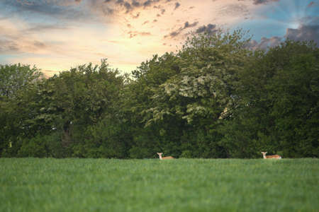 A beautiful scenery of green land with a lot of trees under a cloudy sky