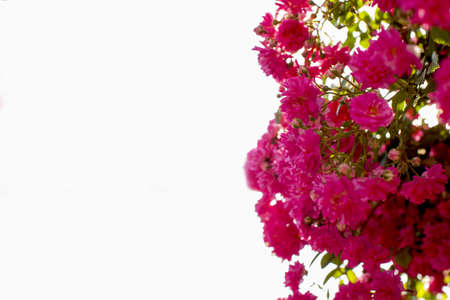 A closeup shot of blooming bright pink velour flowers on a white background-perfect for mobile wallpaperの写真素材