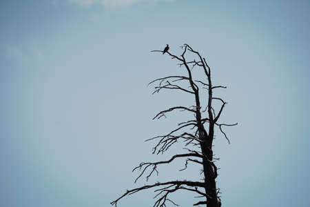 An eagle sitting on top of the tree branch near its nest with blue sky in the background in Emerald Bay in Lake Tahoe, CAの写真素材