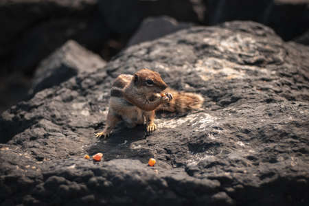 A closeup shot of a beautiful cute squirrel eating corn on a rock