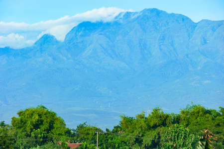 A landscape shot of a field of green trees under the blue sky with a mountain in the distance