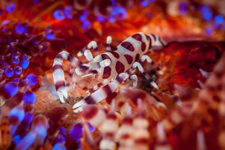 An amazing macro shot of a shrimp on a colorful reef under the seaの写真素材