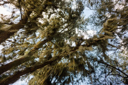 Branches of a rare treeの写真素材