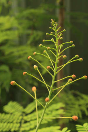 A vertical shot of a growing green Dwarf Poinciana