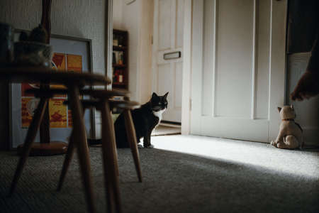A shot of a black domestic cat on the floor in the middle of a room near the doorの写真素材