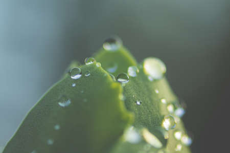 A closeup of a beautiful green plant with dew on itの写真素材