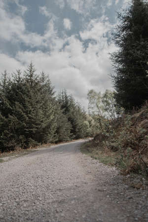 A vertical shot of a narrow muddy road in a forest surrounded by greenery and beautiful sky
