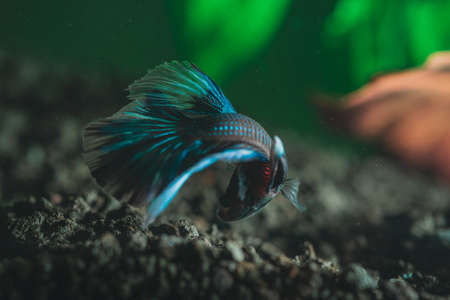 A closeup of a beautiful exotic colorful little fishの写真素材