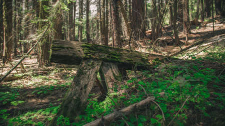 A closeup of  wooden railroad with moss growing on it with natural background near Yosemite National...
