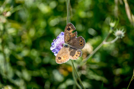 A selective focus shot of a butterfly on purple flower in Mount Misma, Bergamo, Northern Italyの写真素材