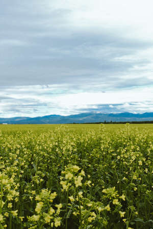 A vertical shot of a yellow flower field with a mountain in the background  in Kalispell, Montana,...