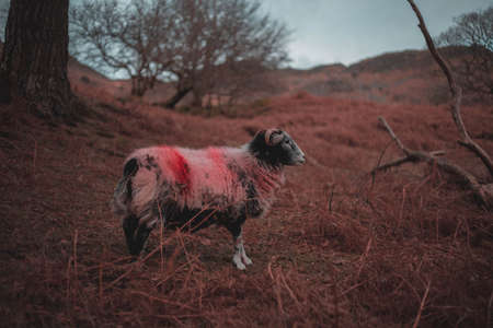 A colorful wide ram standing in a large fieldの写真素材
