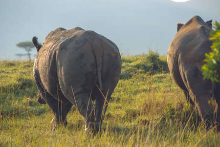 A wide shot of hippos walking in safari shot from behind