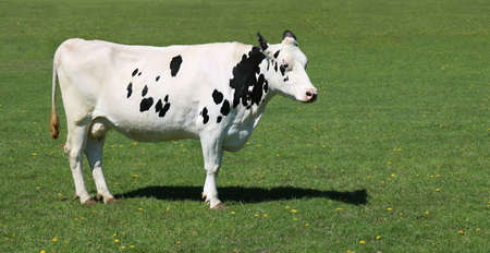 The beautiful white cow with black marks on the grass field