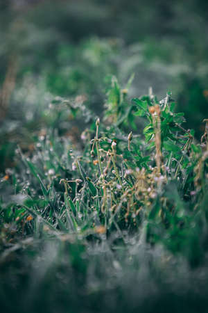 Yellow and green plants and grass