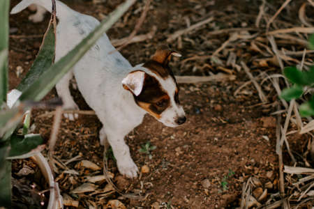 A picture of a beautiful Russell Terrier puppy in the fieldの写真素材